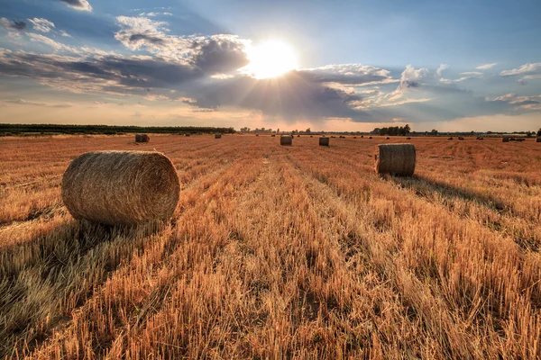 Saman rulo — Stok fotoğraf