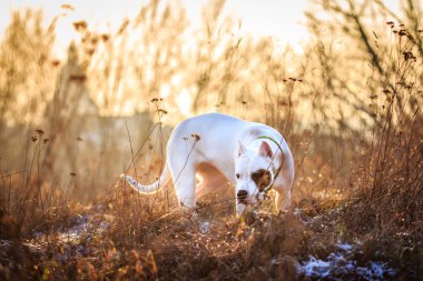 Gün batımında Çayır köpeği