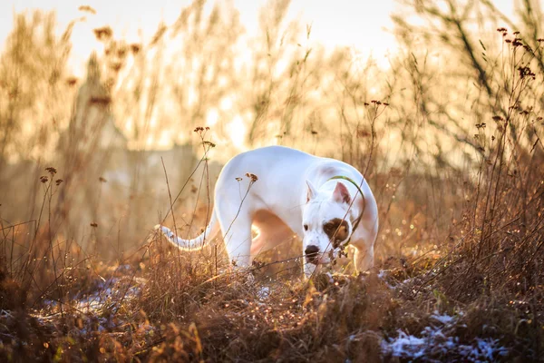 Perro en el prado al atardecer — Foto de Stock