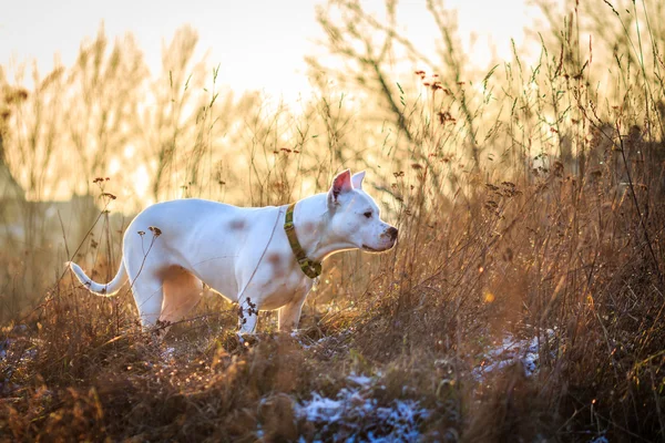 Dogy argentino v louce — Stock fotografie