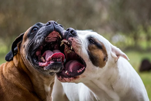 犬の戦い ストック画像