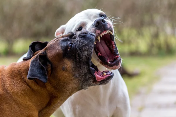 Jugando perros — Foto de Stock