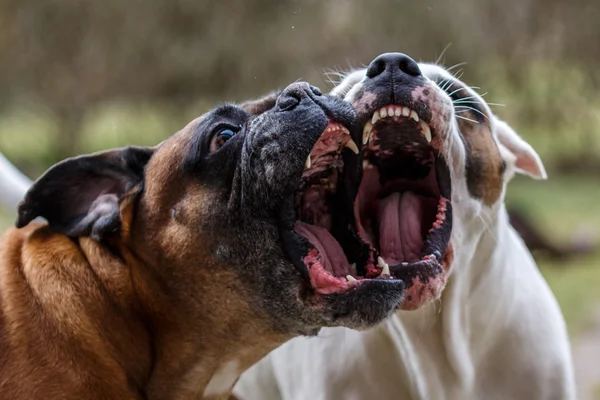 Havlayan köpekler — Stok fotoğraf