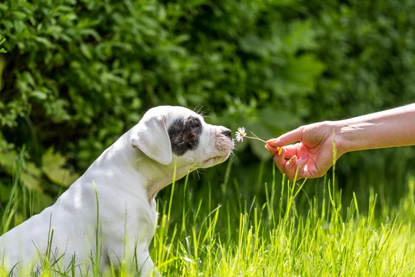 Cucciolo con fiore — Foto Stock