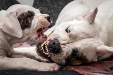 Büyük vs küçük köpek