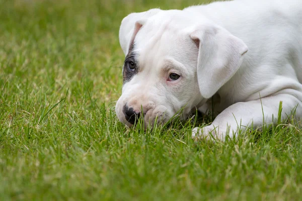 Otların arasında sevimli bir köpek yavrusu