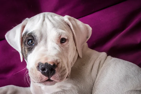 Lindo cachorro en estudio — Foto de Stock