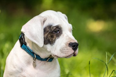 Puppy with black eye
