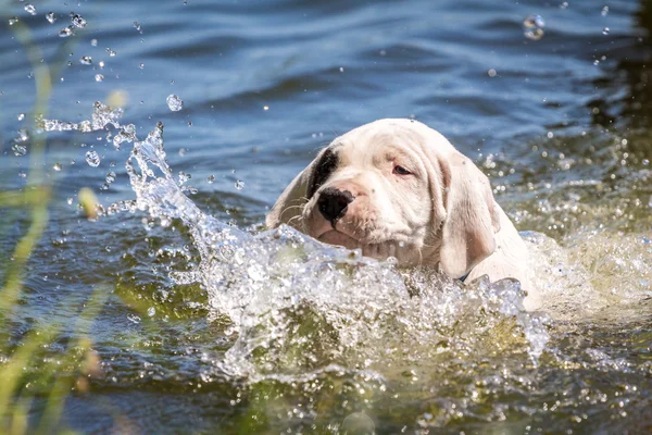 Puppy learning to swim ストック画像