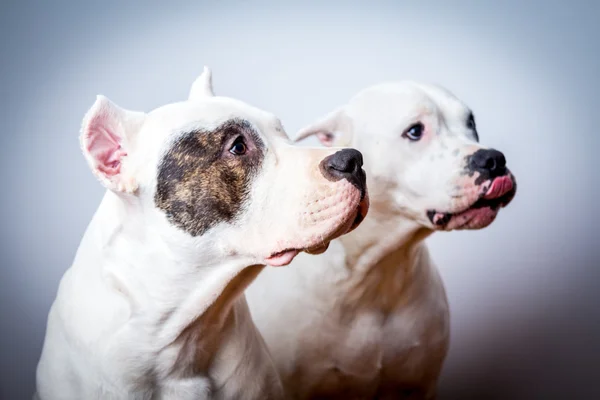 Deux dogo argentino en studio — Photo