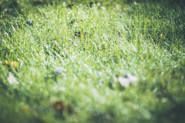 Bahçedeki yeşil sonbahar çimlerinin üzerindeki soğuk, berrak çiy damlaları