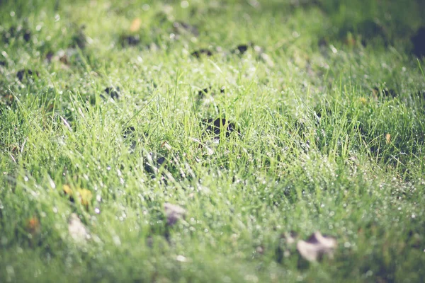 Tropfen Kalten Klaren Taus Auf Dem Grünen Herbstgras Garten — Stockfoto