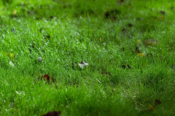 Gotas Rocío Claro Frío Hierba Verde Otoño Jardín — Foto de Stock