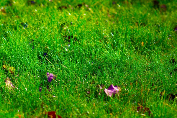 Krople Zimnej Czystej Rosy Jesiennej Trawie Ogrodzie — Zdjęcie stockowe