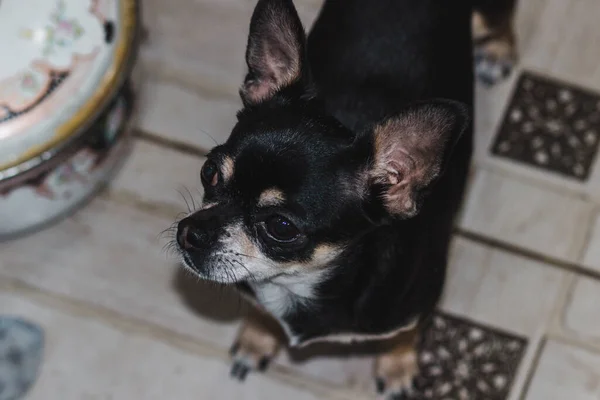 Petit Chihuahua Drôle Drôle Intelligent Sur Sol — Photo