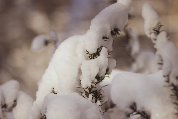 Weicher Weißer Flauschiger Schnee Auf Ästen Bei Frostigem Wetter — Stockfoto