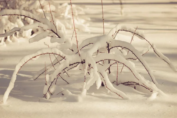 Morbida Neve Bianca Soffice Sui Rami Degli Alberi Nel Tempo — Foto Stock