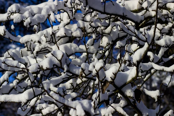 Miękki Biały Puszysty Śnieg Gałęziach Drzew Mroźną Pogodę — Zdjęcie stockowe