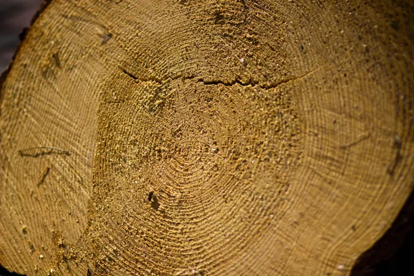 Jaarringen Een Deel Van Een Dikke Naaldboom — Stockfoto