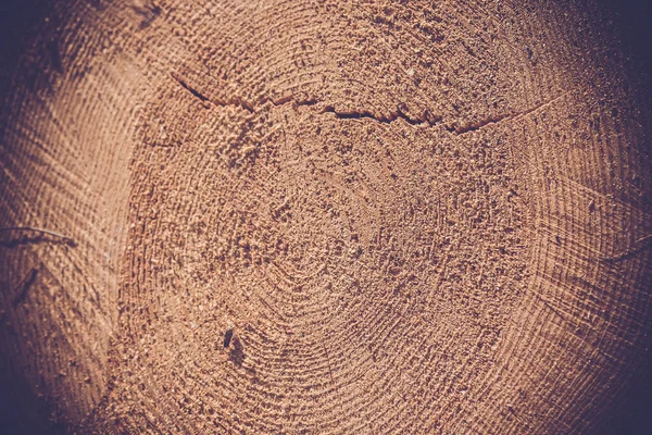 Jaarringen Een Deel Van Een Dikke Naaldboom — Stockfoto