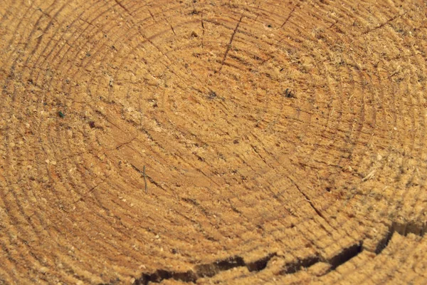 Jaarringen Een Deel Van Een Dikke Naaldboom — Stockfoto