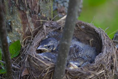 Üç sevimli karatavuk yavrusu samanlıktaki bir yuvada