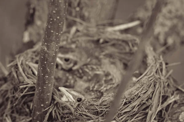 Trois Jolies Poussins Merles Dans Nid Foin Dans Arbre — Photo