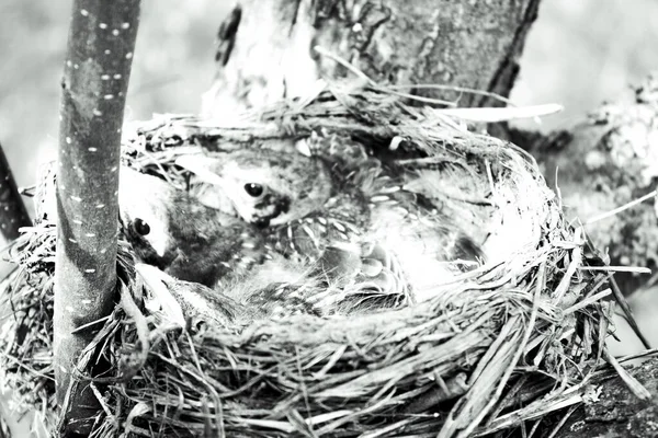 Trois Jolies Poussins Merles Dans Nid Foin Dans Arbre — Photo