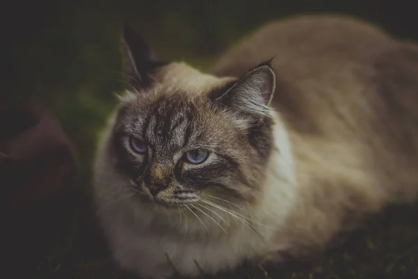 芝生の上に青い目の美しいグラマラスなスモーキーキティ — ストック写真