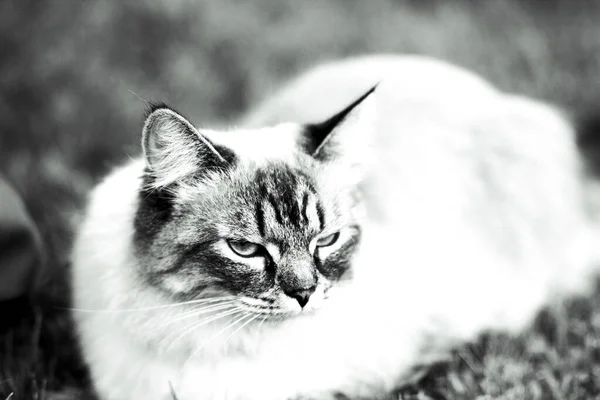 Çimlerde Mavi Gözlü Güzel Dumanlı Kedicik — Stok fotoğraf