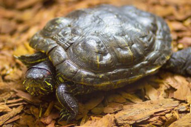Tropikal ormanların ve bozkırların egzotik hayvan ve kuşların yeryüzü temsilcileri.