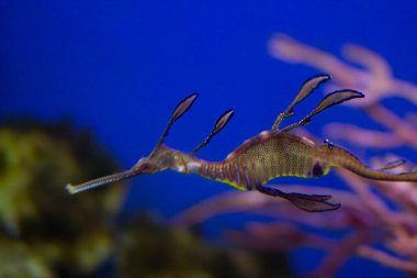 Acemi asker Meerestiefen Tiere und Fische