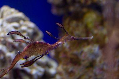 Acemi asker Meerestiefen Tiere und Fische