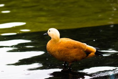 Ördek familyasından bir su kuşu, göletteki keçiyle akraba.