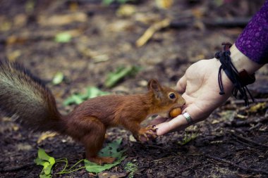 Kocaman kabarık kuyruklu, pençelerinde fındık olan kırmızı bir sincap.