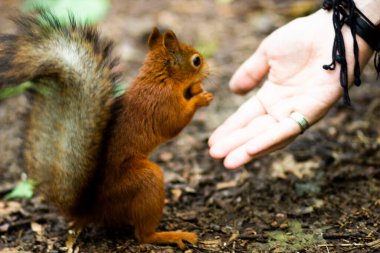 Kocaman kabarık kuyruklu, pençelerinde fındık olan kırmızı bir sincap.