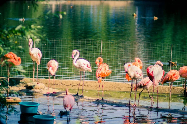 Representantes Terrestres Fauna Bosques Tropicales Estepas Exóticas Animales Aves —  Fotos de Stock