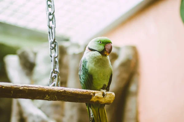 Representantes Terrestres Fauna Bosques Tropicales Estepas Exóticas Animales Aves —  Fotos de Stock