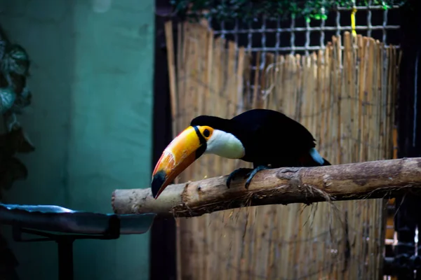 Representantes Terrestres Fauna Florestas Tropicais Estepes Exóticos Animais Aves — Fotografia de Stock