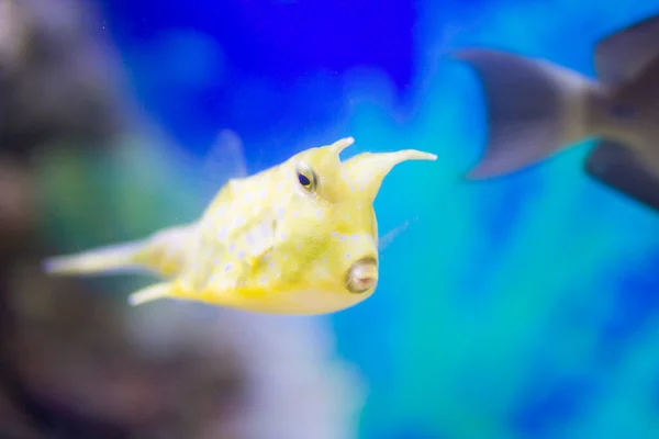 Unterwasserbewohner Tropischer Meerestiefen Tiere Und Fische — Stockfoto
