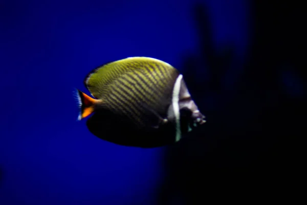 Unterwasserbewohner Tropischer Meerestiefen Tiere Und Fische — Foto Stock