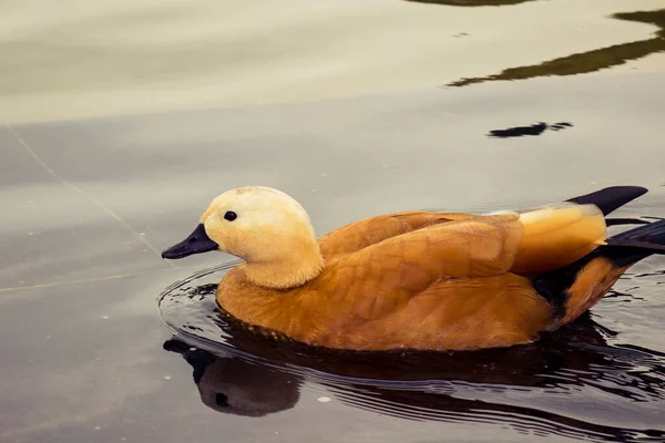 Une Sauvagine Famille Des Canards Apparentée Piédestal Dans Étang — Photo