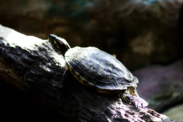 Terrestrische Vertegenwoordigers Van Fauna Van Tropische Bossen Steppen Exotische Dieren — Stockfoto