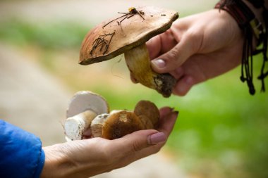 Sonbahar yenilebilir orman taze mantarları bir insanın elinde olgunlaştırır.