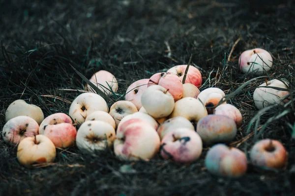 Reife Flüssige Saftige Frische Äpfel Auf Dem Grünen Gras — Stockfoto