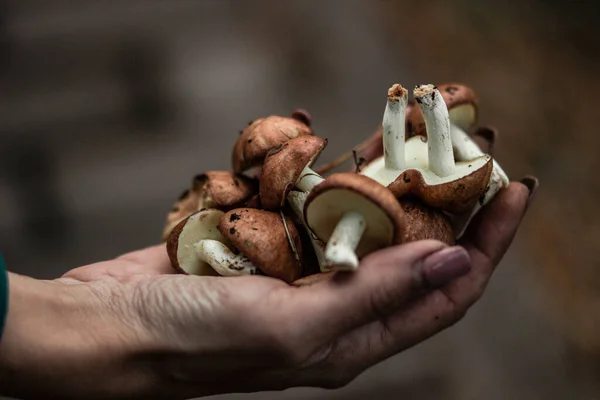 秋の食用の森人の手に新鮮なキノコを熟す — ストック写真