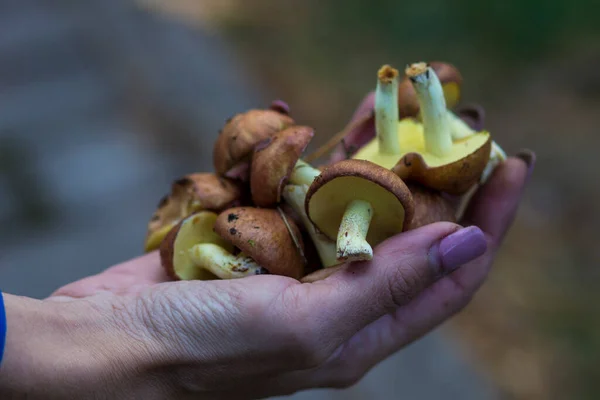 Automne Forêt Comestible Champignons Frais Mûrs Dans Main Une Personne — Photo