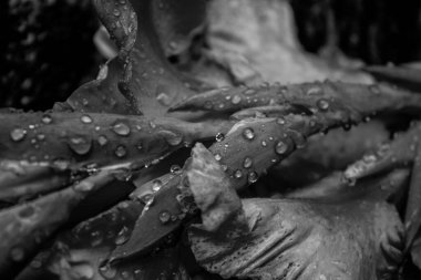 Güz bahçesindeki güzel kırmızı narin çiçeklerin üzerine taze çiy damlaları.