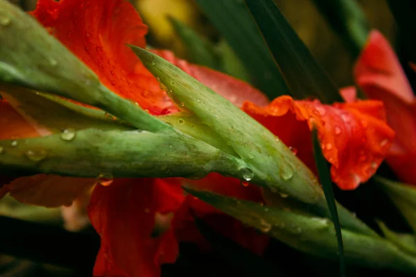 Gotas Orvalho Fresco Belas Flores Vermelhas Delicadas Gladioli Jardim Outono — Fotografia de Stock