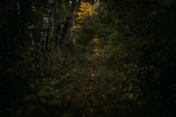 Feuilles Jaune Vif Sur Les Branches Arbre Dans Forêt Automne — Photo